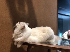 -瞄一喵猫咖(格力海岸店)