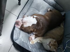 -关爱动物医院·心脏·中兽医·异宠(金牛路分院)