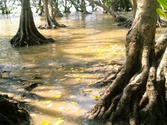-宝安西湾红树林湿地公园