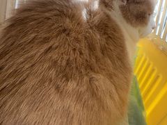 -瑞派宠物医院·犬猫全科·猫友好(宾水西道店)