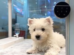 -翊宠yipet猫狗购宠庄园犬舍•猫舍