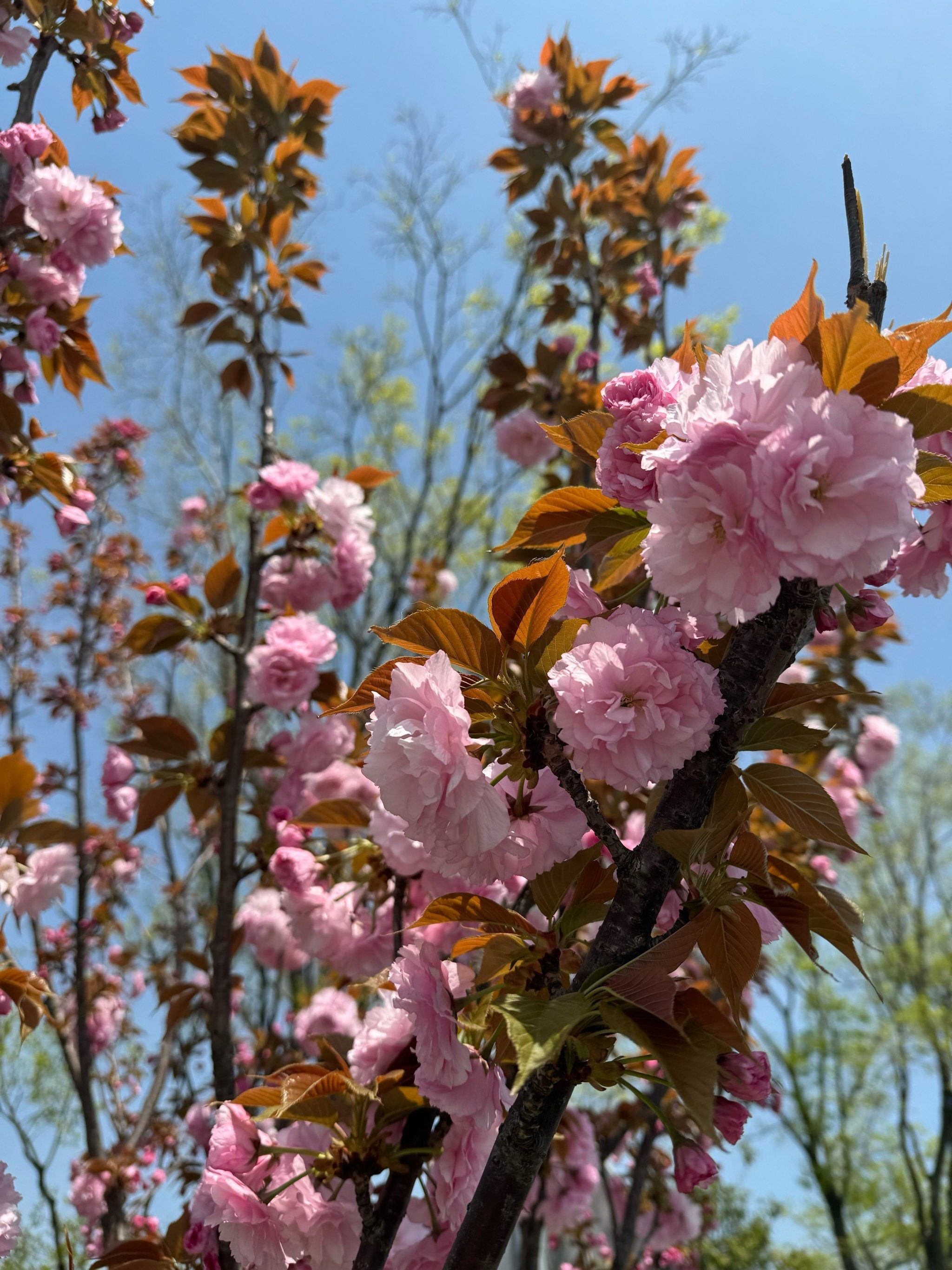 🌸春天花会开🌸