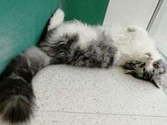 -飞行喵MR PILOT|猫舍·猫咖(静安大融城店)