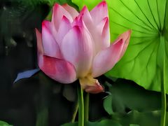 -荔湾湖公园