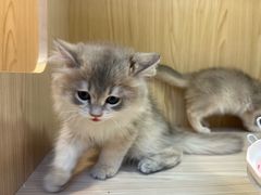 -屋虎猫馆(宝安大仟里店)