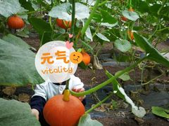 -万源龙顺度假庄园生态观光园