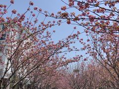 -高东镇樱花园
