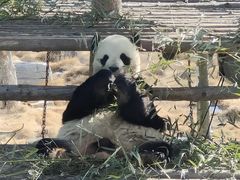-西霞口神雕山野生动物世界