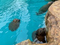 -海合安成都极地海洋公园