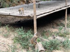 -西双版纳原始森林公园