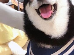 -逗柴咖啡屋·狗咖猫咖宠物桌游