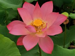 -莲花池公园