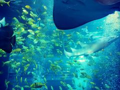 -太平洋海底世界