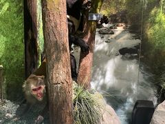 -重庆中国三峡博物馆(重庆博物馆)