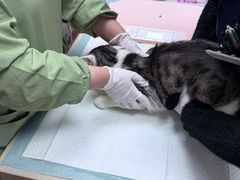 -爱侣·安琦尔宠物医院·中兽医针灸·心内科·狂犬免疫点(宝山区院)