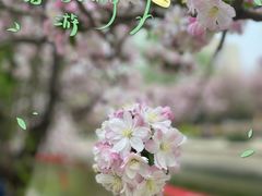 -海棠花溪(元大都城垣遗址公园)