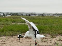 -盐城丹顶鹤湿地生态旅游区