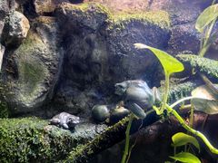 -迪拜水族馆及水下动物园