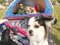 -春花秋色城市公园