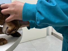 -中农国际动物医院24小时·猫科·骨科·急重症中心
