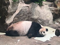 -都江堰中华大熊猫苑