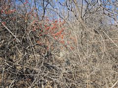 -北京西山国家森林公园