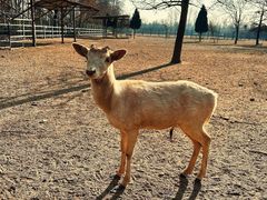 -北京麋鹿生态实验中心