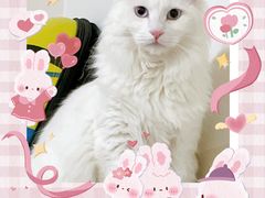 -PETKIT 小佩宠物·低压洗护·美容·寄养(安远店)