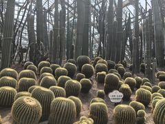 -南山植物园