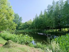 -金银湖国家城市湿地公园
