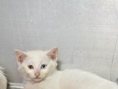 -纳吉亚猫专科动物诊疗中心(蒋宅口分院)