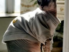 -共舞时光猫咖·狗咖(新街口店)