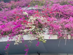 -深圳仙湖植物园