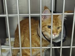 -爱妮康宠物医院·干细胞免疫细胞·肿瘤·心脏(张江店)