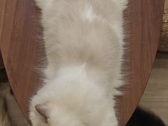 -瞄一喵猫咖(格力海岸店)