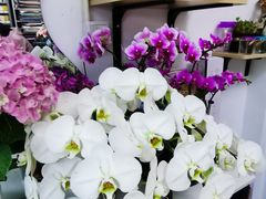 -FEI FEI FLOWER鲜花店·气球派对·宝宝宴布置(虹口德必运动Loft店)
