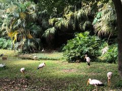 -深圳野生动物园