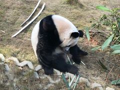 -泉州海丝野生动物世界