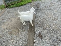 -前小桔亲子创意农场·草莓采摘·露营烧烤