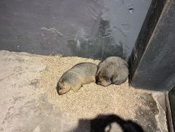 -酷嗒动物文化乐园(cutezoo西溪乐天城店)