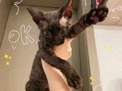 -十年猫舍·猫咪专门店(普陀店)
