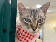 -共舞时光猫咖·狗咖(新街口店)