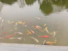 -无锡梁鸿湿地丽笙度假酒店·流觞西餐厅