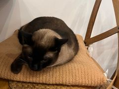 -有猫主题·治愈系猫咖(曾厝垵店)