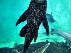 -太平洋海底世界