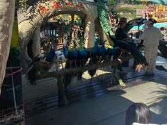 -西双版纳原始森林公园