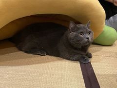 -逗柴咖啡屋·狗咖猫咖宠物桌游
