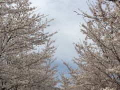 -樱花山风景区