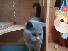 -猫十亿·布偶金渐层·曼基康矮脚猫舍(青年路店)