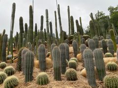 -深圳仙湖植物园